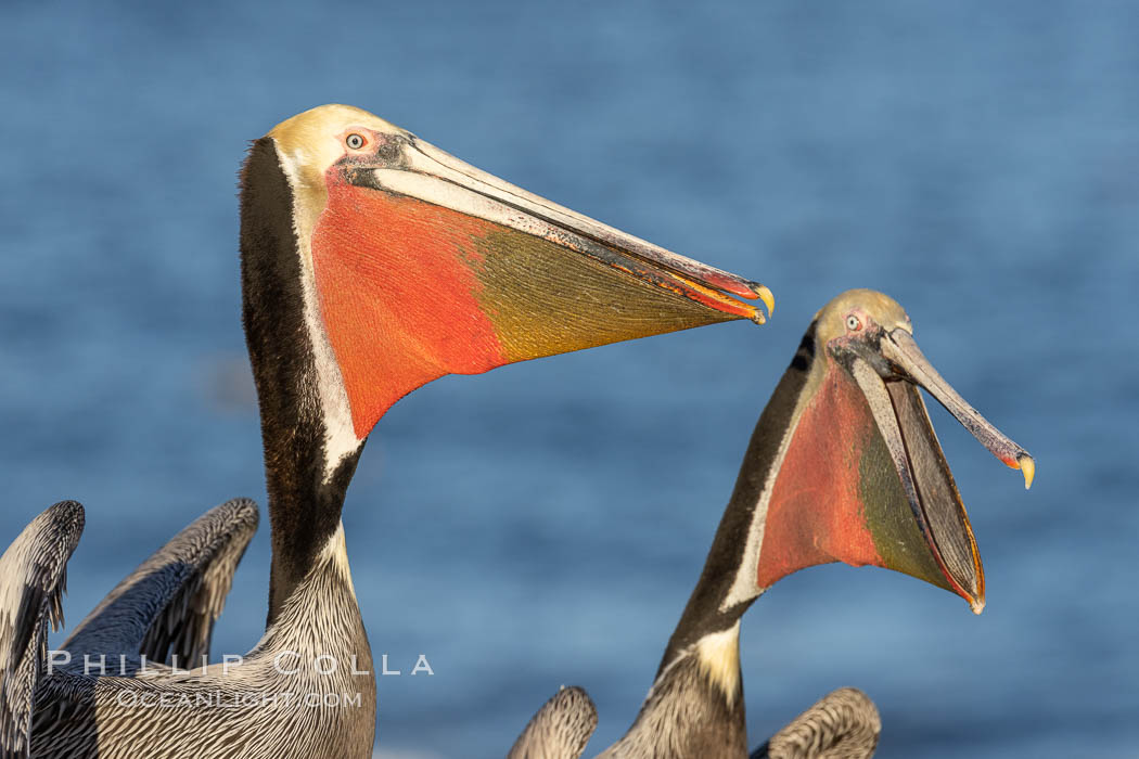 Brown pelicans jousting, with bright red throat, yellow and white head and brown hind neck, winter plumage, Pelecanus occidentalis, Pelecanus occidentalis californicus, La Jolla, California