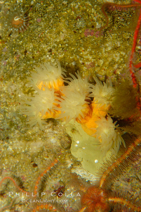 California cup coral., Dendrophyllia californica, natural history stock photograph, photo id 09466