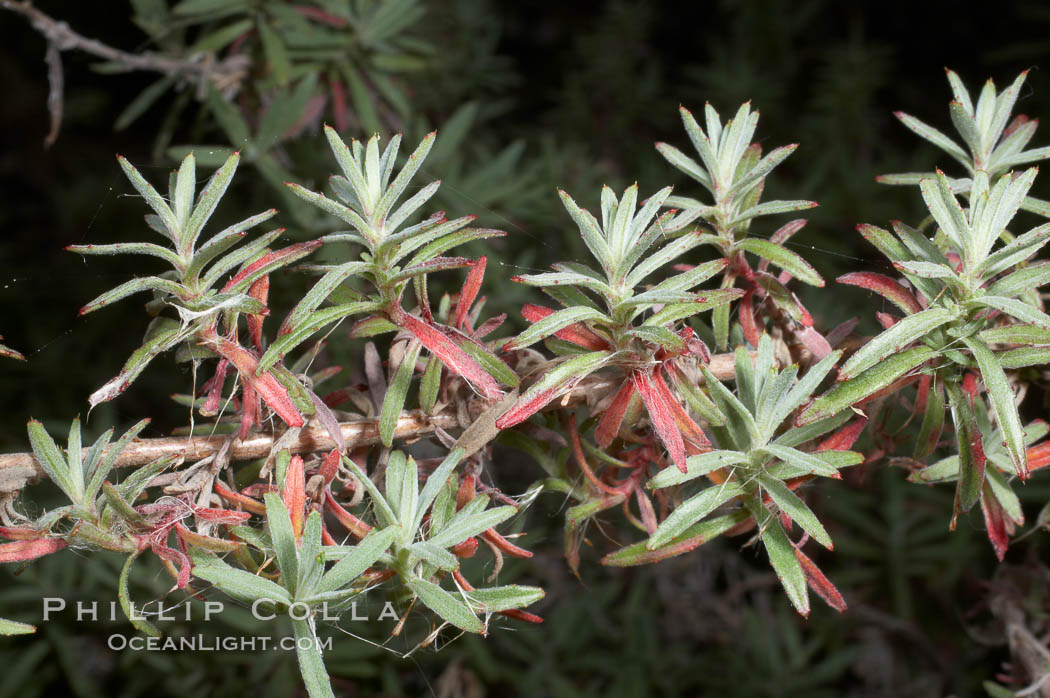 California fuschia, Batiquitos Lagoon, Carlsbad, California.  A member of the primrose family.  Local tribes occasionally ate seeds of this species, while leaves and roots were sometimes boiled and eaten.  Settlers gathered seeds and used them as a natural remedy for a variety of illnesses, effectively, since this species contains gamma-linoleic acid. USA, Epilobium cana, natural history stock photograph, photo id 11334