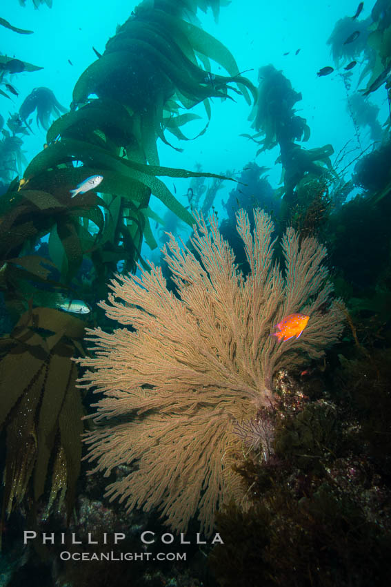 Garibaldi and California golden gorgonian on underwater rocky reef, San Clemente Island. The golden gorgonian is a filter-feeding temperate colonial species that lives on the rocky bottom at depths between 50 to 200 feet deep. Each individual polyp is a distinct animal, together they secrete calcium that forms the structure of the colony. Gorgonians are oriented at right angles to prevailing water currents to capture plankton drifting by. USA, Hypsypops rubicundus, Muricea californica, natural history stock photograph, photo id 30864