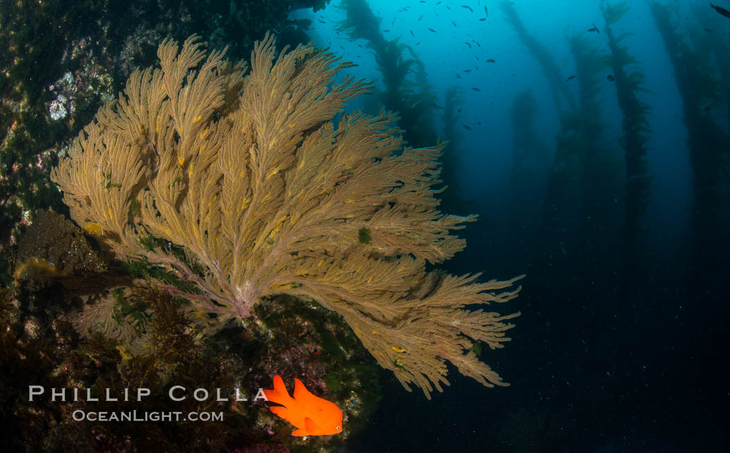 Garibaldi and California golden gorgonian on underwater rocky reef, San Clemente Island. The golden gorgonian is a filter-feeding temperate colonial species that lives on the rocky bottom at depths between 50 to 200 feet deep. Each individual polyp is a distinct animal, together they secrete calcium that forms the structure of the colony. Gorgonians are oriented at right angles to prevailing water currents to capture plankton drifting by. USA, Hypsypops rubicundus, Muricea californica, natural history stock photograph, photo id 30921