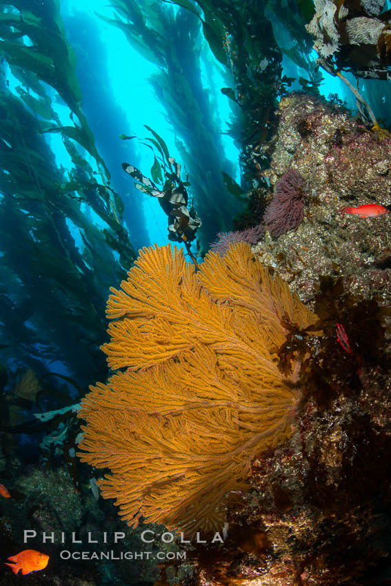 California golden gorgonian on underwater rocky reef, Catalina Island. The golden gorgonian is a filter-feeding temperate colonial species that lives on the rocky bottom at depths between 50 to 200 feet deep. Each individual polyp is a distinct animal, together they secrete calcium that forms the structure of the colony. Gorgonians are oriented at right angles to prevailing water currents to capture plankton drifting by. Catalina Island, California, USA., Muricea californica, natural history stock photograph, photo id 34622