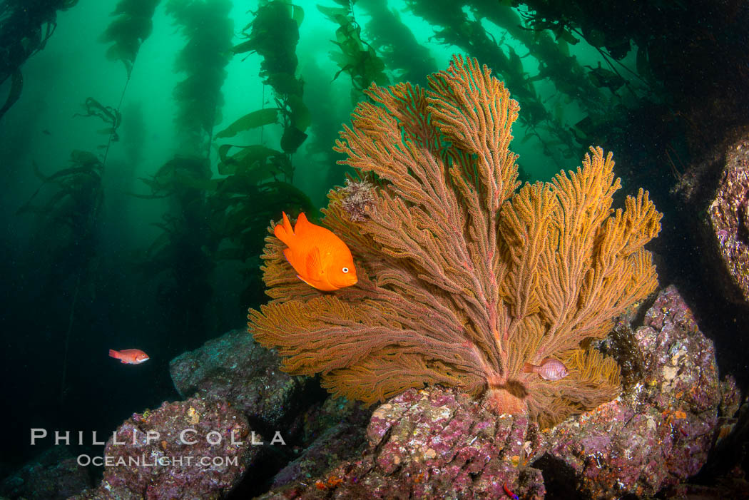California golden gorgonian on underwater rocky reef, Catalina Island. The golden gorgonian is a filter-feeding temperate colonial species that lives on the rocky bottom at depths between 50 to 200 feet deep. Each individual polyp is a distinct animal, together they secrete calcium that forms the structure of the colony. Gorgonians are oriented at right angles to prevailing water currents to capture plankton drifting by. Catalina Island, California, USA., Muricea californica, natural history stock photograph, photo id 34624