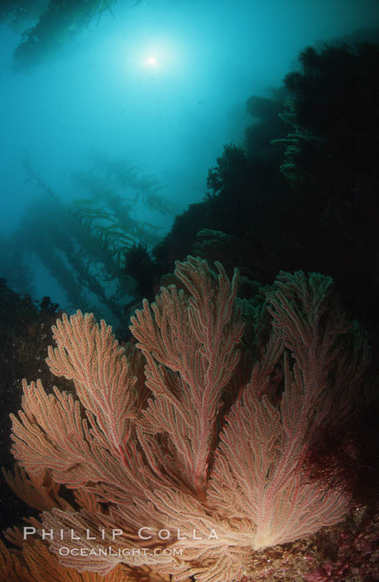 California golden gorgonian. San Clemente Island, USA, Muricea californica, natural history stock photograph, photo id 01282