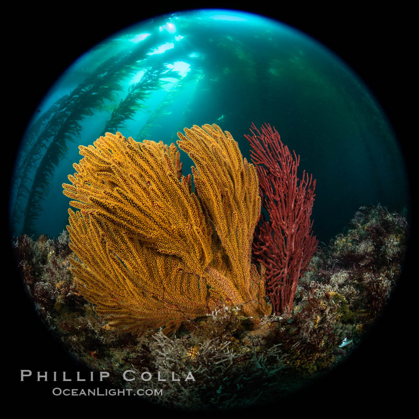 California golden gorgonian under a kelp forest, Catalina Island California golden gorgonian under a kelp forest, Catalina Island