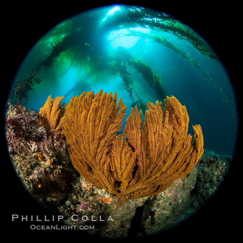 California golden gorgonian under a kelp forest, Catalina Island. USA, natural history stock photograph, photo id 37189