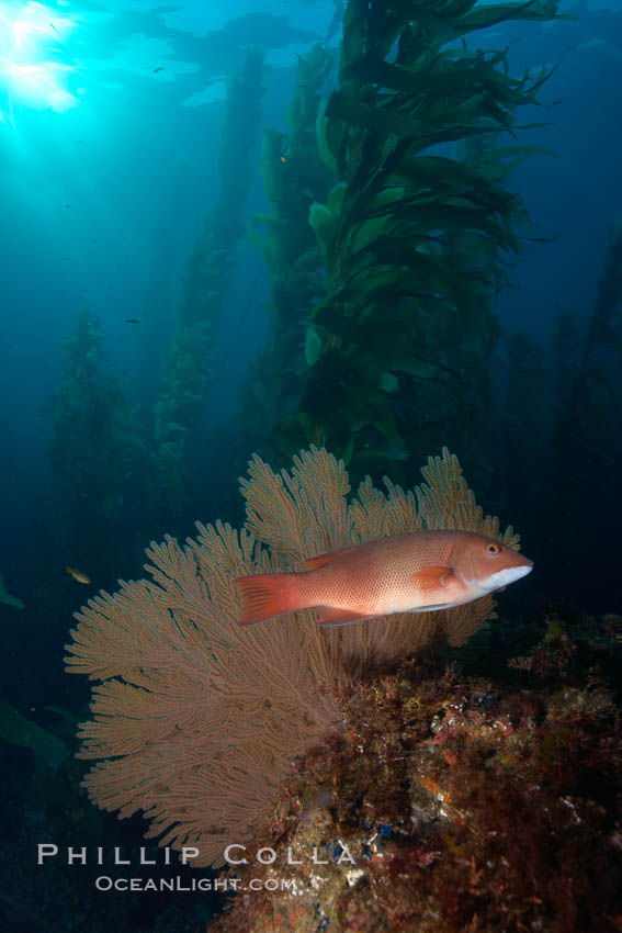 Sheephead and golden gorgonian, underwater in a kelp forest. San Clemente Island, California, USA, Muricea californica, Semicossyphus pulcher, natural history stock photograph, photo id 23586