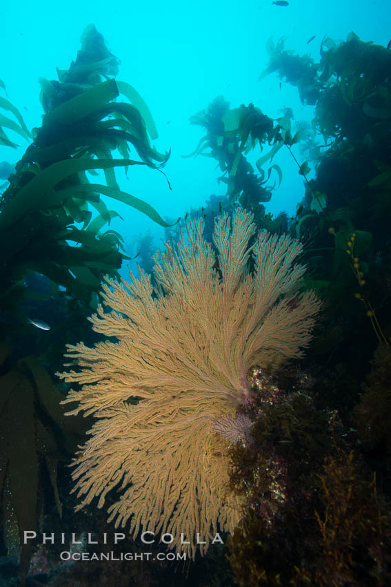 California golden gorgonian on underwater rocky reef below kelp forest, San Clemente Island. The golden gorgonian is a filter-feeding temperate colonial species that lives on the rocky bottom at depths between 50 to 200 feet deep. Each individual polyp is a distinct animal, together they secrete calcium that forms the structure of the colony. Gorgonians are oriented at right angles to prevailing water currents to capture plankton drifting by, San Clemente Island. The golden gorgonian is a filter-feeding temperate colonial species that lives on the rocky bottom at depths between 50 to 200 feet deep. Each individual polyp is a distinct animal, together they secrete calcium that forms the structure of the colony. Gorgonians are oriented at right angles to prevailing water currents to capture plankton drifting by. USA, Muricea californica, natural history stock photograph, photo id 30862