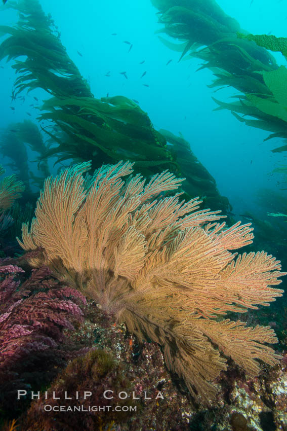 California golden gorgonian on underwater rocky reef below kelp forest, San Clemente Island. The golden gorgonian is a filter-feeding temperate colonial species that lives on the rocky bottom at depths between 50 to 200 feet deep. Each individual polyp is a distinct animal, together they secrete calcium that forms the structure of the colony. Gorgonians are oriented at right angles to prevailing water currents to capture plankton drifting by, San Clemente Island. The golden gorgonian is a filter-feeding temperate colonial species that lives on the rocky bottom at depths between 50 to 200 feet deep. Each individual polyp is a distinct animal, together they secrete calcium that forms the structure of the colony. Gorgonians are oriented at right angles to prevailing water currents to capture plankton drifting by. USA, Muricea californica, natural history stock photograph, photo id 30902