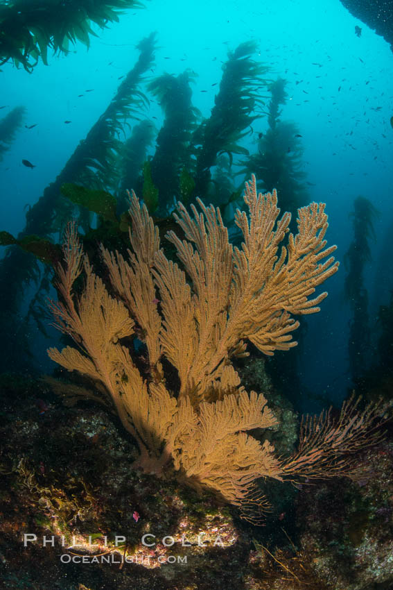 California golden gorgonian on underwater rocky reef below kelp forest, San Clemente Island. The golden gorgonian is a filter-feeding temperate colonial species that lives on the rocky bottom at depths between 50 to 200 feet deep. Each individual polyp is a distinct animal, together they secrete calcium that forms the structure of the colony. Gorgonians are oriented at right angles to prevailing water currents to capture plankton drifting by, San Clemente Island. The golden gorgonian is a filter-feeding temperate colonial species that lives on the rocky bottom at depths between 50 to 200 feet deep. Each individual polyp is a distinct animal, together they secrete calcium that forms the structure of the colony. Gorgonians are oriented at right angles to prevailing water currents to capture plankton drifting by. USA, Muricea californica, natural history stock photograph, photo id 30926