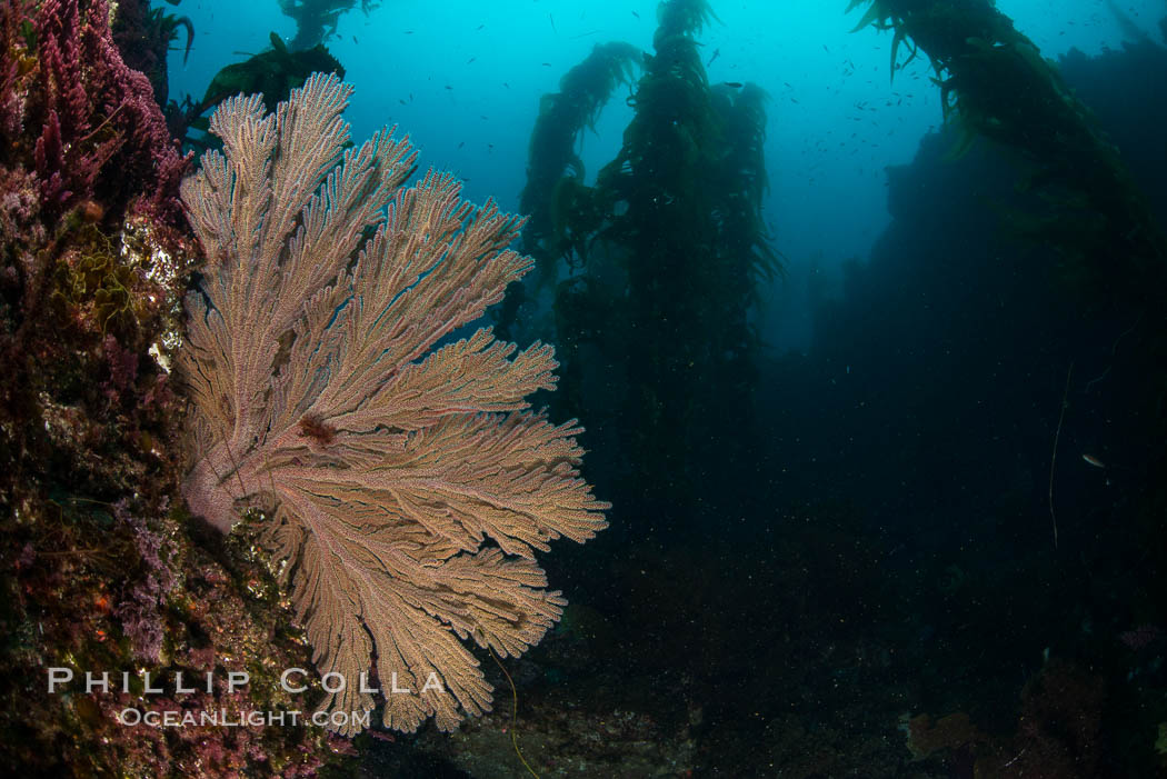 California golden gorgonian on underwater rocky reef below kelp forest, San Clemente Island. The golden gorgonian is a filter-feeding temperate colonial species that lives on the rocky bottom at depths between 50 to 200 feet deep. Each individual polyp is a distinct animal, together they secrete calcium that forms the structure of the colony. Gorgonians are oriented at right angles to prevailing water currents to capture plankton drifting by., Muricea californica, natural history stock photograph, photo id 30930