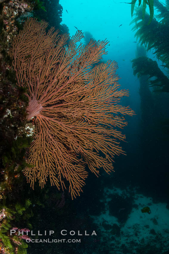 California golden gorgonian on underwater rocky reef below kelp forest, San Clemente Island. The golden gorgonian is a filter-feeding temperate colonial species that lives on the rocky bottom at depths between 50 to 200 feet deep. Each individual polyp is a distinct animal, together they secrete calcium that forms the structure of the colony. Gorgonians are oriented at right angles to prevailing water currents to capture plankton drifting by, San Clemente Island. The golden gorgonian is a filter-feeding temperate colonial species that lives on the rocky bottom at depths between 50 to 200 feet deep. Each individual polyp is a distinct animal, together they secrete calcium that forms the structure of the colony. Gorgonians are oriented at right angles to prevailing water currents to capture plankton drifting by. USA, Muricea californica, natural history stock photograph, photo id 30934