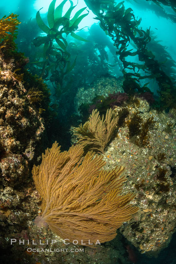 California golden gorgonian on underwater rocky reef below kelp forest, San Clemente Island. The golden gorgonian is a filter-feeding temperate colonial species that lives on the rocky bottom at depths between 50 to 200 feet deep. Each individual polyp is a distinct animal, together they secrete calcium that forms the structure of the colony. Gorgonians are oriented at right angles to prevailing water currents to capture plankton drifting by. USA, Muricea californica, natural history stock photograph, photo id 37058