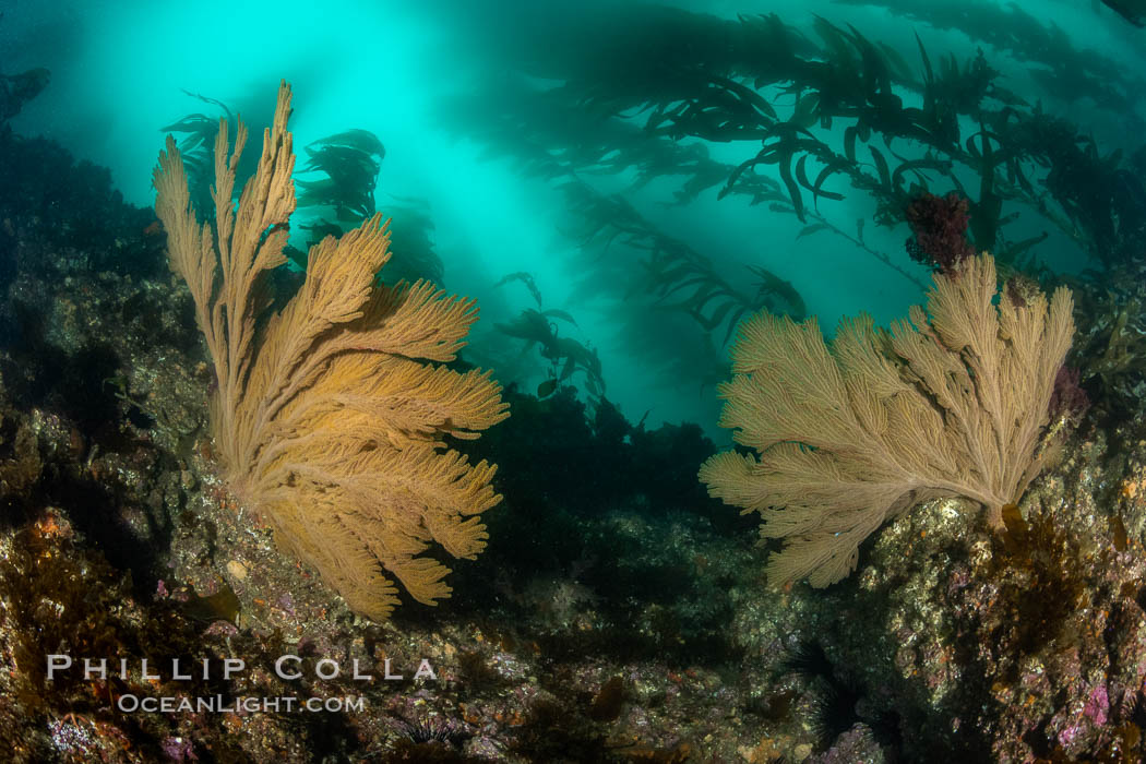 California golden gorgonian on underwater rocky reef below kelp forest, San Clemente Island. The golden gorgonian is a filter-feeding temperate colonial species that lives on the rocky bottom at depths between 50 to 200 feet deep. Each individual polyp is a distinct animal, together they secrete calcium that forms the structure of the colony. Gorgonians are oriented at right angles to prevailing water currents to capture plankton drifting by, Muricea californica