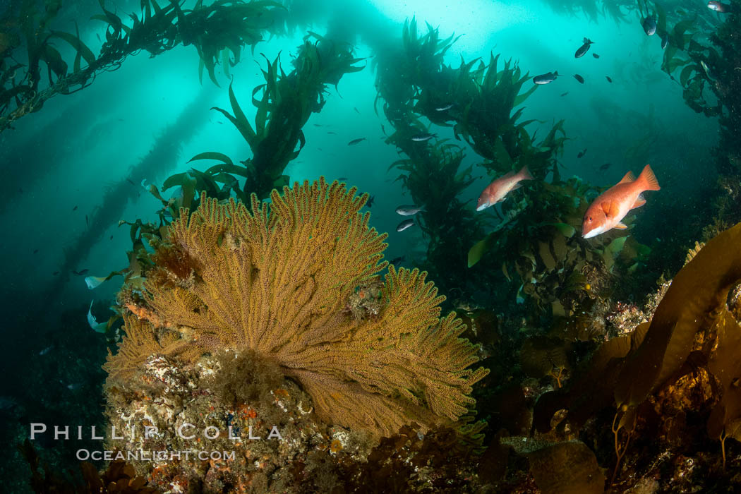 California golden gorgonian on underwater rocky reef below kelp forest, San Clemente Island. The golden gorgonian is a filter-feeding temperate colonial species that lives on the rocky bottom at depths between 50 to 200 feet deep. Each individual polyp is a distinct animal, together they secrete calcium that forms the structure of the colony. Gorgonians are oriented at right angles to prevailing water currents to capture plankton drifting by., Muricea californica, natural history stock photograph, photo id 37082