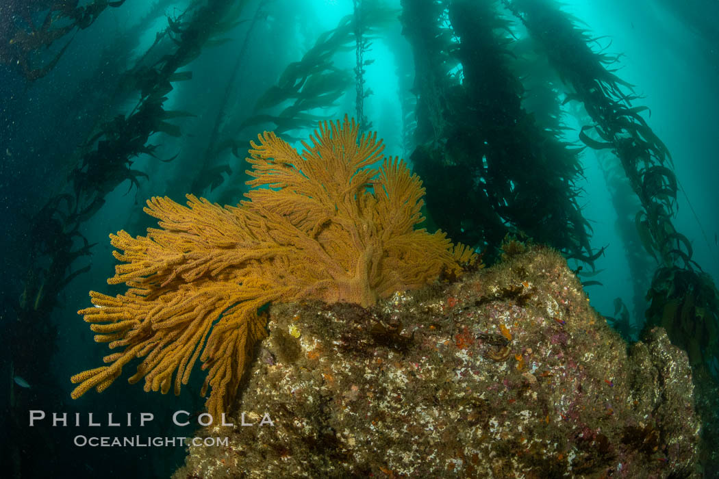 California golden gorgonian on underwater rocky reef below kelp forest, San Clemente Island. The golden gorgonian is a filter-feeding temperate colonial species that lives on the rocky bottom at depths between 50 to 200 feet deep. Each individual polyp is a distinct animal, together they secrete calcium that forms the structure of the colony. Gorgonians are oriented at right angles to prevailing water currents to capture plankton drifting by. USA, Muricea californica, natural history stock photograph, photo id 37118
