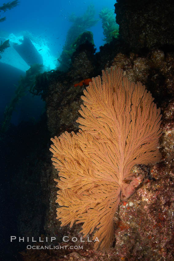 California golden gorgonian on rocky reef, below kelp forest, underwater.  The golden gorgonian is a filter-feeding temperate colonial species that lives on the rocky bottom at depths between 50 to 200 feet deep.  Each individual polyp is a distinct animal, together they secrete calcium that forms the structure of the colony. Gorgonians are oriented at right angles to prevailing water currents to capture plankton drifting by. San Clemente Island, USA, Muricea californica, natural history stock photograph, photo id 23508