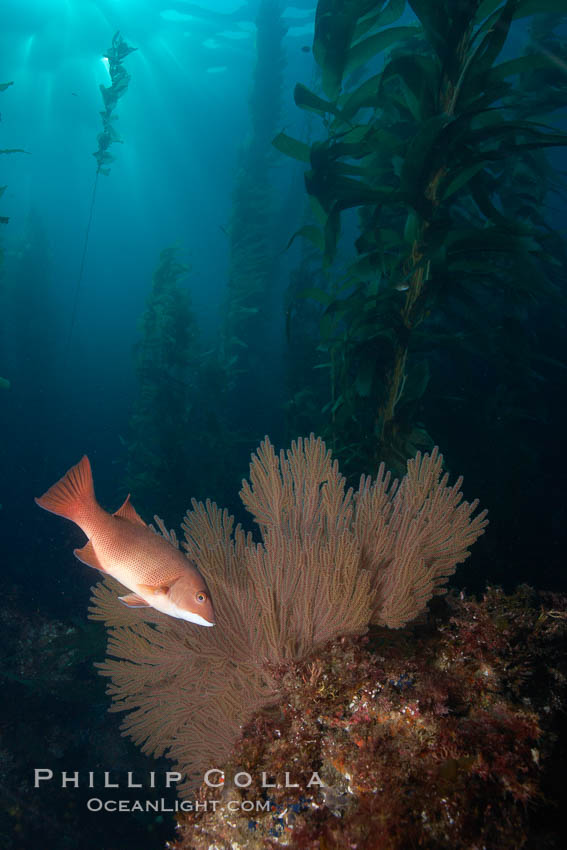 Sheephead and golden gorgonian, underwater in a kelp forest. San Clemente Island, California, USA, Muricea californica, Semicossyphus pulcher, natural history stock photograph, photo id 23528