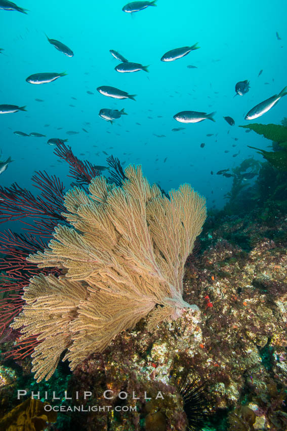 California golden gorgonian on underwater rocky reef, San Clemente Island. The golden gorgonian is a filter-feeding temperate colonial species that lives on the rocky bottom at depths between 50 to 200 feet deep. Each individual polyp is a distinct animal, together they secrete calcium that forms the structure of the colony. Gorgonians are oriented at right angles to prevailing water currents to capture plankton drifting by. USA, Muricea californica, natural history stock photograph, photo id 30900