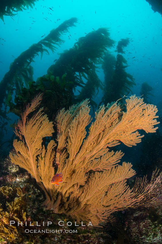 California golden gorgonian on underwater rocky reef below kelp forest, San Clemente Island. The golden gorgonian is a filter-feeding temperate colonial species that lives on the rocky bottom at depths between 50 to 200 feet deep. Each individual polyp is a distinct animal, together they secrete calcium that forms the structure of the colony. Gorgonians are oriented at right angles to prevailing water currents to capture plankton drifting by, San Clemente Island. The golden gorgonian is a filter-feeding temperate colonial species that lives on the rocky bottom at depths between 50 to 200 feet deep. Each individual polyp is a distinct animal, together they secrete calcium that forms the structure of the colony. Gorgonians are oriented at right angles to prevailing water currents to capture plankton drifting by. USA, Muricea californica, natural history stock photograph, photo id 30928