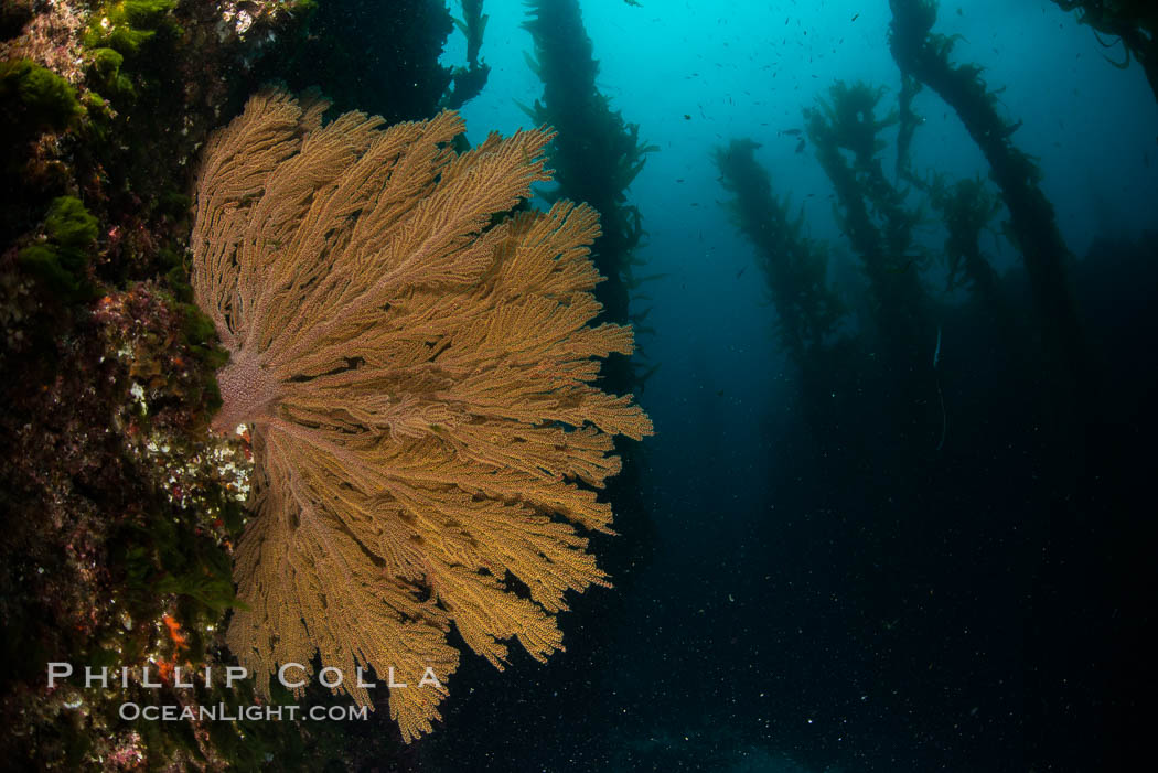 California golden gorgonian on underwater rocky reef below kelp forest, San Clemente Island. The golden gorgonian is a filter-feeding temperate colonial species that lives on the rocky bottom at depths between 50 to 200 feet deep. Each individual polyp is a distinct animal, together they secrete calcium that forms the structure of the colony. Gorgonians are oriented at right angles to prevailing water currents to capture plankton drifting by, San Clemente Island. The golden gorgonian is a filter-feeding temperate colonial species that lives on the rocky bottom at depths between 50 to 200 feet deep. Each individual polyp is a distinct animal, together they secrete calcium that forms the structure of the colony. Gorgonians are oriented at right angles to prevailing water currents to capture plankton drifting by. USA, Muricea californica, natural history stock photograph, photo id 30932