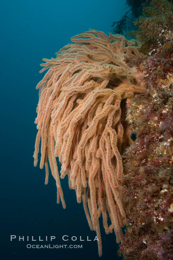 California golden gorgonian on rocky reef, underwater.  The golden gorgonian is a filter-feeding temperate colonial species that lives on the rocky bottom at depths between 50 to 200 feet deep.  Each individual polyp is a distinct animal, together they secrete calcium that forms the structure of the colony. Gorgonians are oriented at right angles to prevailing water currents to capture plankton drifting by. San Clemente Island, USA, Muricea californica, natural history stock photograph, photo id 25427