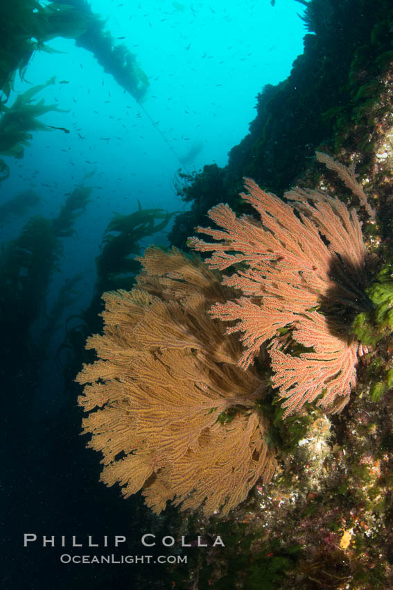 California golden gorgonian on underwater rocky reef below kelp forest, San Clemente Island. The golden gorgonian is a filter-feeding temperate colonial species that lives on the rocky bottom at depths between 50 to 200 feet deep. Each individual polyp is a distinct animal, together they secrete calcium that forms the structure of the colony. Gorgonians are oriented at right angles to prevailing water currents to capture plankton drifting by., Muricea californica, natural history stock photograph, photo id 30931