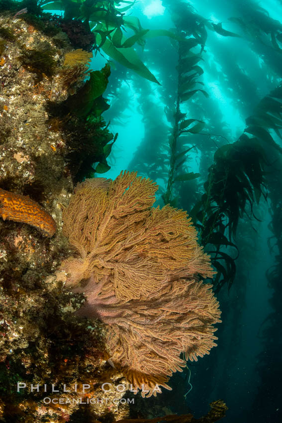 California golden gorgonian on underwater rocky reef below kelp forest, San Clemente Island. The golden gorgonian is a filter-feeding temperate colonial species that lives on the rocky bottom at depths between 50 to 200 feet deep. Each individual polyp is a distinct animal, together they secrete calcium that forms the structure of the colony. Gorgonians are oriented at right angles to prevailing water currents to capture plankton drifting by, Muricea californica