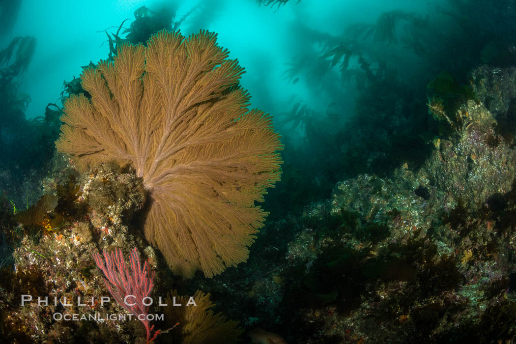 California golden gorgonian on underwater rocky reef below kelp forest, San Clemente Island. The golden gorgonian is a filter-feeding temperate colonial species that lives on the rocky bottom at depths between 50 to 200 feet deep. Each individual polyp is a distinct animal, together they secrete calcium that forms the structure of the colony. Gorgonians are oriented at right angles to prevailing water currents to capture plankton drifting by. USA, Muricea californica, natural history stock photograph, photo id 37123