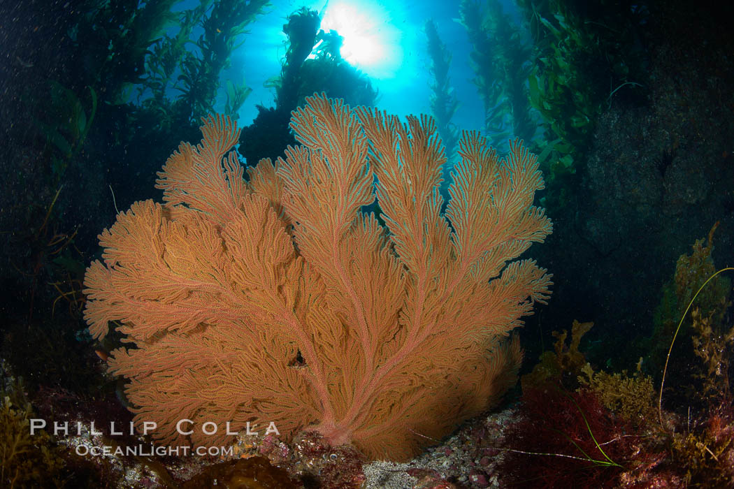 California golden gorgonian on rocky reef, below kelp forest, underwater.  The golden gorgonian is a filter-feeding temperate colonial species that lives on the rocky bottom at depths between 50 to 200 feet deep.  Each individual polyp is a distinct animal, together they secrete calcium that forms the structure of the colony. Gorgonians are oriented at right angles to prevailing water currents to capture plankton drifting by. San Clemente Island, USA, Macrocystis pyrifera, Muricea californica, natural history stock photograph, photo id 23445