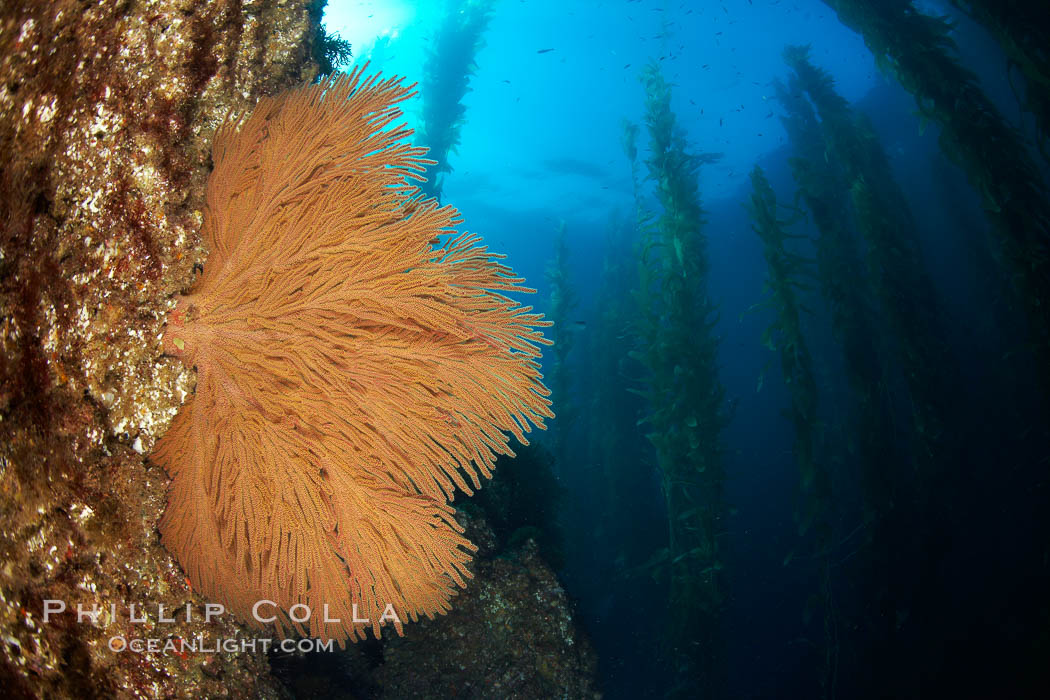 California golden gorgonian on rocky reef, below kelp forest, underwater.  The golden gorgonian is a filter-feeding temperate colonial species that lives on the rocky bottom at depths between 50 to 200 feet deep.  Each individual polyp is a distinct animal, together they secrete calcium that forms the structure of the colony. Gorgonians are oriented at right angles to prevailing water currents to capture plankton drifting by. San Clemente Island, USA, Macrocystis pyrifera, Muricea californica, natural history stock photograph, photo id 23477
