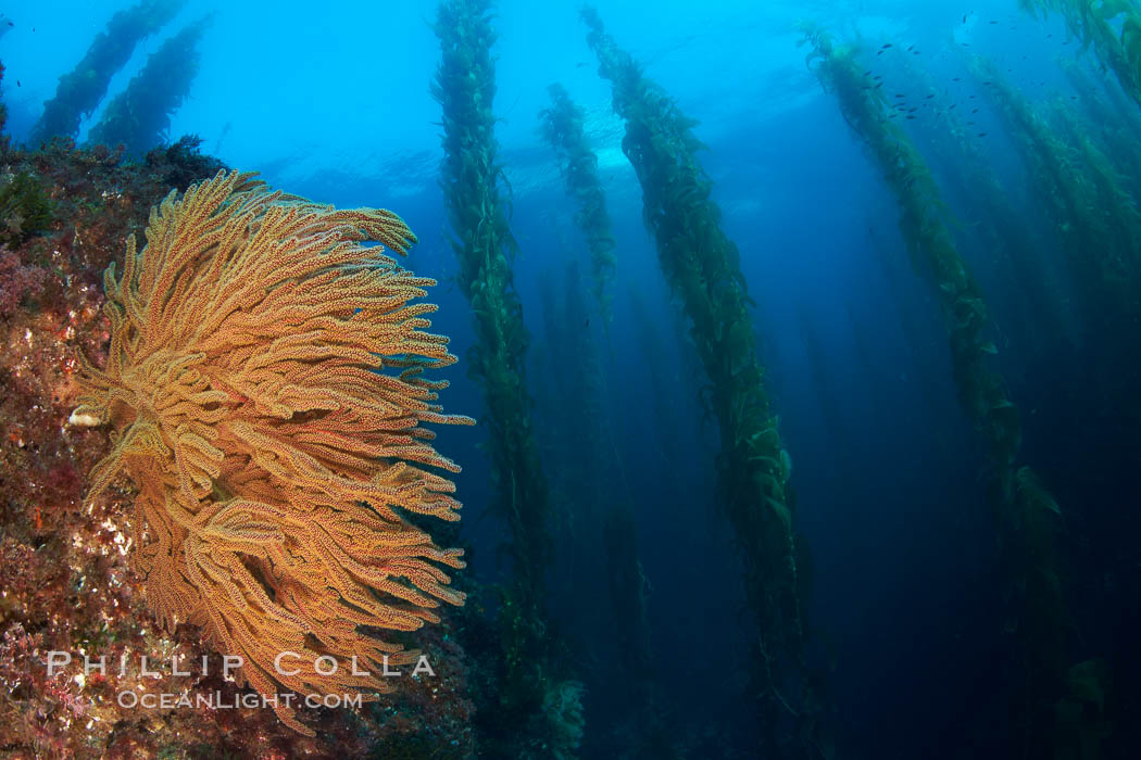 California golden gorgonian on rocky reef, below kelp forest, underwater.  The golden gorgonian is a filter-feeding temperate colonial species that lives on the rocky bottom at depths between 50 to 200 feet deep.  Each individual polyp is a distinct animal, together they secrete calcium that forms the structure of the colony. Gorgonians are oriented at right angles to prevailing water currents to capture plankton drifting by. San Clemente Island, USA, Macrocystis pyrifera, Muricea californica, natural history stock photograph, photo id 23489