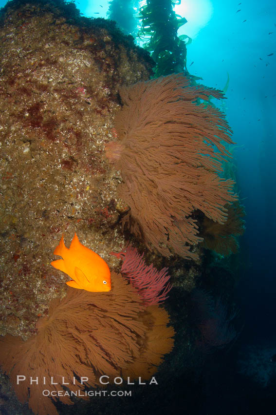 California golden gorgonian on rocky reef, below kelp forest, underwater.  The golden gorgonian is a filter-feeding temperate colonial species that lives on the rocky bottom at depths between 50 to 200 feet deep.  Each individual polyp is a distinct animal, together they secrete calcium that forms the structure of the colony. Gorgonians are oriented at right angles to prevailing water currents to capture plankton drifting by. San Clemente Island, USA, Hypsypops rubicundus, Muricea californica, natural history stock photograph, photo id 23589