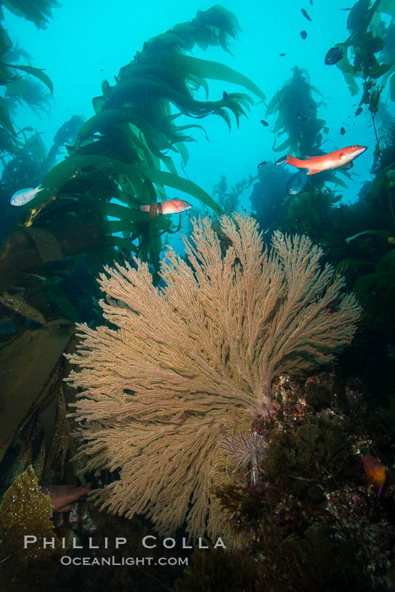 California golden gorgonian on underwater rocky reef, San Clemente Island. The golden gorgonian is a filter-feeding temperate colonial species that lives on the rocky bottom at depths between 50 to 200 feet deep. Each individual polyp is a distinct animal, together they secrete calcium that forms the structure of the colony. Gorgonians are oriented at right angles to prevailing water currents to capture plankton drifting by. USA, Muricea californica, natural history stock photograph, photo id 30865