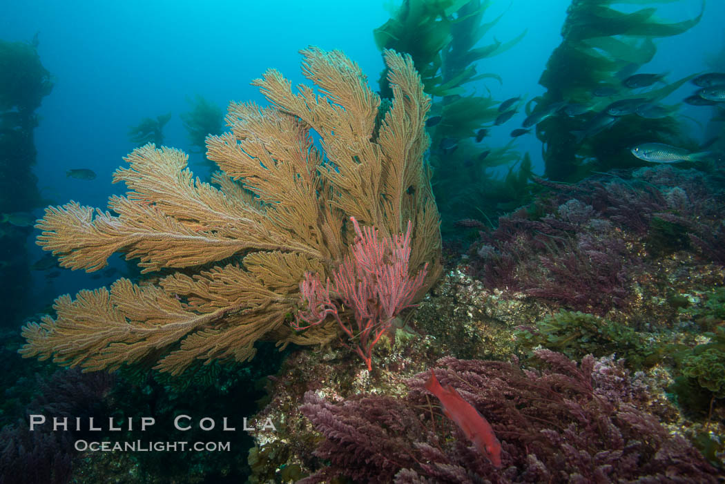 California golden gorgonian on underwater rocky reef below kelp forest, San Clemente Island. The golden gorgonian is a filter-feeding temperate colonial species that lives on the rocky bottom at depths between 50 to 200 feet deep. Each individual polyp is a distinct animal, together they secrete calcium that forms the structure of the colony. Gorgonians are oriented at right angles to prevailing water currents to capture plankton drifting by, San Clemente Island. The golden gorgonian is a filter-feeding temperate colonial species that lives on the rocky bottom at depths between 50 to 200 feet deep. Each individual polyp is a distinct animal, together they secrete calcium that forms the structure of the colony. Gorgonians are oriented at right angles to prevailing water currents to capture plankton drifting by. USA, Muricea californica, natural history stock photograph, photo id 30893