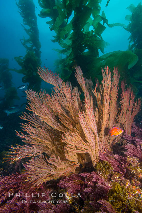 California golden gorgonian on underwater rocky reef below kelp forest, San Clemente Island. The golden gorgonian is a filter-feeding temperate colonial species that lives on the rocky bottom at depths between 50 to 200 feet deep. Each individual polyp is a distinct animal, together they secrete calcium that forms the structure of the colony. Gorgonians are oriented at right angles to prevailing water currents to capture plankton drifting by, San Clemente Island. USA, Muricea californica, natural history stock photograph, photo id 30909