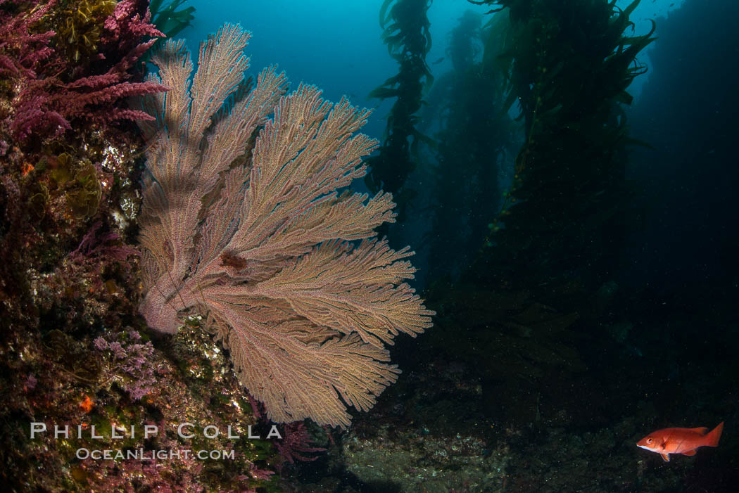 California golden gorgonian on underwater rocky reef below kelp forest, San Clemente Island. The golden gorgonian is a filter-feeding temperate colonial species that lives on the rocky bottom at depths between 50 to 200 feet deep. Each individual polyp is a distinct animal, together they secrete calcium that forms the structure of the colony. Gorgonians are oriented at right angles to prevailing water currents to capture plankton drifting by, San Clemente Island. The golden gorgonian is a filter-feeding temperate colonial species that lives on the rocky bottom at depths between 50 to 200 feet deep. Each individual polyp is a distinct animal, together they secrete calcium that forms the structure of the colony. Gorgonians are oriented at right angles to prevailing water currents to capture plankton drifting by. USA, Muricea californica, natural history stock photograph, photo id 30929