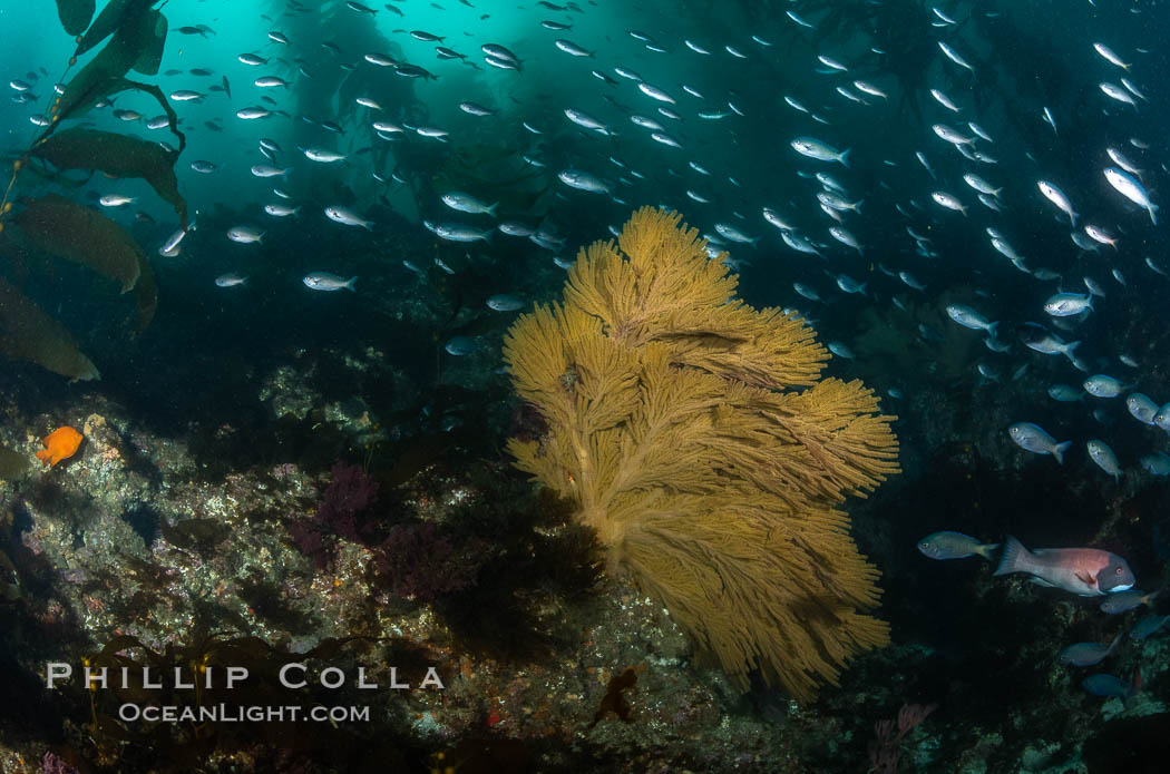 California golden gorgonian on underwater rocky reef below kelp forest, San Clemente Island. The golden gorgonian is a filter-feeding temperate colonial species that lives on the rocky bottom at depths between 50 to 200 feet deep. Each individual polyp is a distinct animal, together they secrete calcium that forms the structure of the colony. Gorgonians are oriented at right angles to prevailing water currents to capture plankton drifting by. USA, Muricea californica, natural history stock photograph, photo id 37077