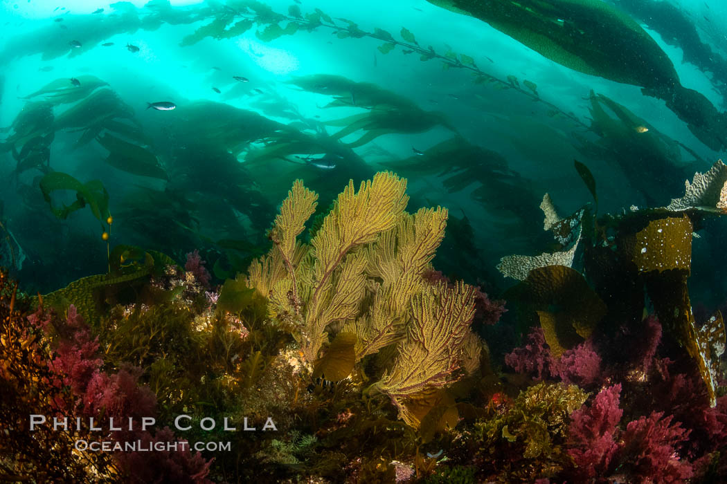 California golden gorgonian on underwater rocky reef below kelp forest, San Clemente Island. The golden gorgonian is a filter-feeding temperate colonial species that lives on the rocky bottom at depths between 50 to 200 feet deep. Each individual polyp is a distinct animal, together they secrete calcium that forms the structure of the colony. Gorgonians are oriented at right angles to prevailing water currents to capture plankton drifting by. USA, Muricea californica, natural history stock photograph, photo id 37081