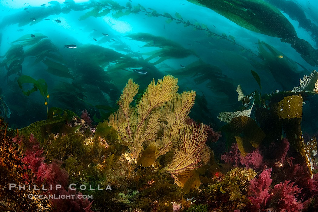 California golden gorgonian on underwater rocky reef below kelp forest, San Clemente Island. The golden gorgonian is a filter-feeding temperate colonial species that lives on the rocky bottom at depths between 50 to 200 feet deep. Each individual polyp is a distinct animal, together they secrete calcium that forms the structure of the colony. Gorgonians are oriented at right angles to prevailing water currents to capture plankton drifting by., Muricea californica, natural history stock photograph, photo id 37081