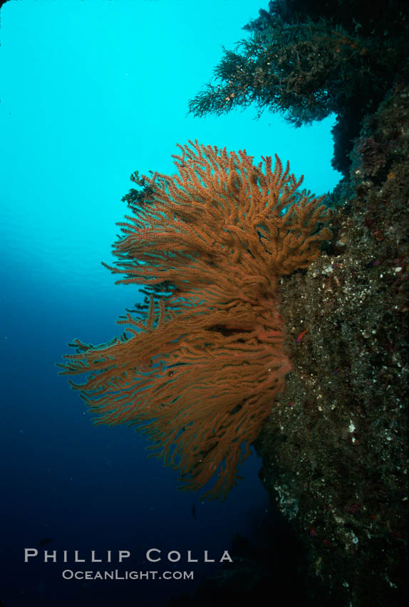 California Golden gorgonian. San Clemente Island, USA, Muricea californica, natural history stock photograph, photo id 02528