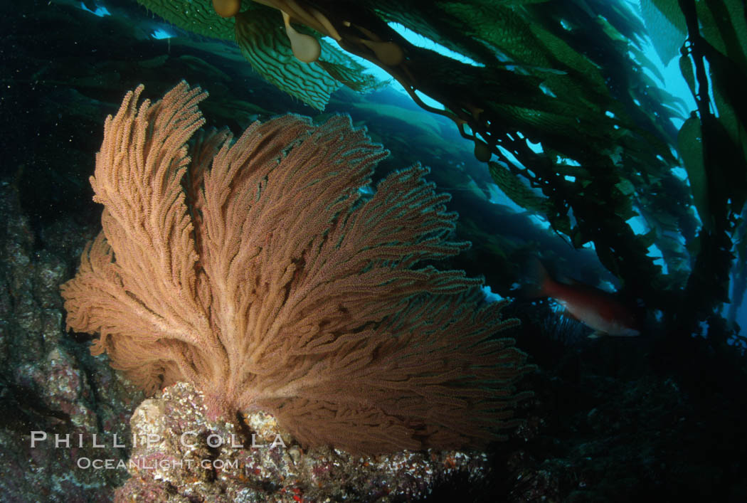 California Golden gorgonian in kelp forest. San Clemente Island, USA, Macrocystis pyrifera, Muricea californica, natural history stock photograph, photo id 02536