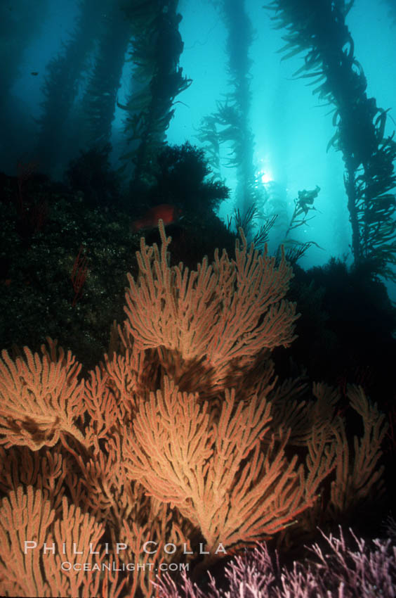 California Golden gorgonian in kelp forest. San Clemente Island, USA, Macrocystis pyrifera, Muricea californica, natural history stock photograph, photo id 01043