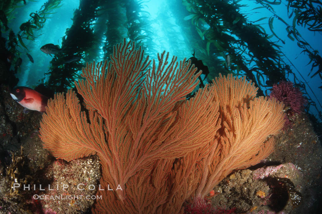 California Golden gorgonian in kelp forest. San Clemente Island, USA, Macrocystis pyrifera, Muricea californica, natural history stock photograph, photo id 01279