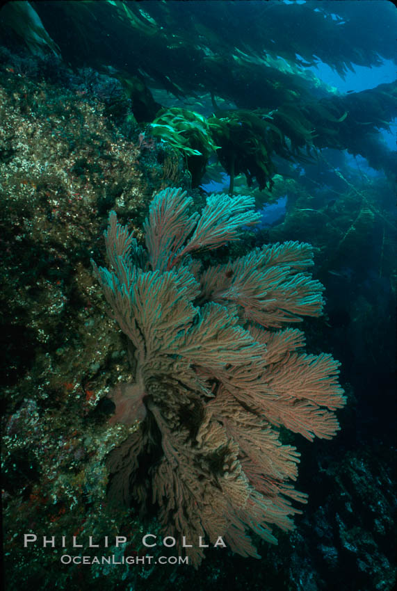 California Golden gorgonian in kelp forest. San Clemente Island, USA, Macrocystis pyrifera, Muricea californica, natural history stock photograph, photo id 02527