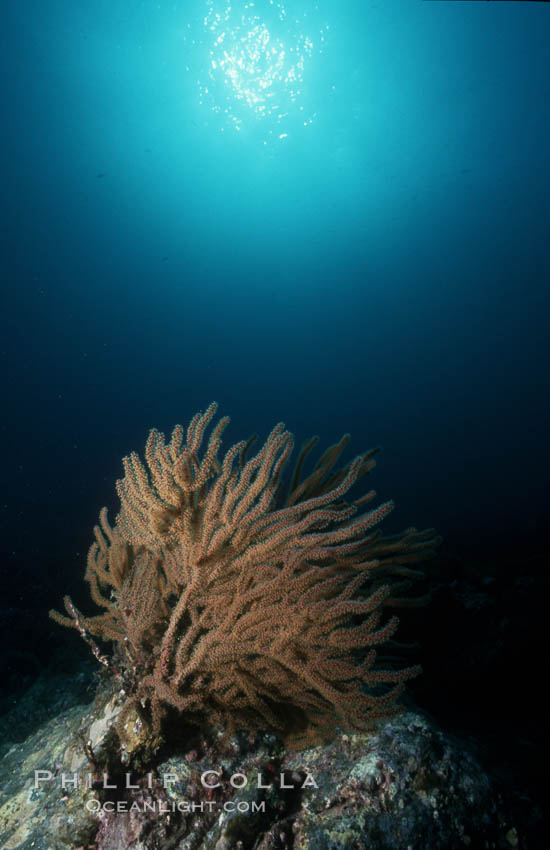 California Golden gorgonian. San Clemente Island, USA, Muricea californica, natural history stock photograph, photo id 02531