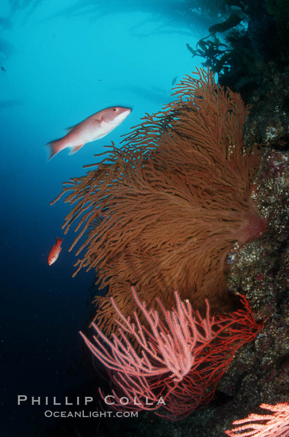 California Golden gorgonian, red gorgonian, sheephead. San Clemente Island, USA, Leptogorgia chilensis, Lophogorgia chilensis, Muricea californica, Semicossyphus pulcher, natural history stock photograph, photo id 02533