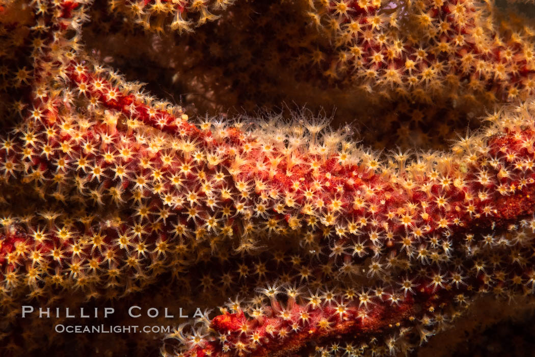 California Golden gorgonian polyps. The golden gorgonian is a colonial organism composed of thousands of tiny polyps. Each polyp secretes calcium which accumulates to form the structure of the colony. The fan-shaped gorgonian is oriented perpendicular to prevailing ocean currents to better enable to filter-feeding polyps to capture passing plankton and detritus passing by. San Diego, USA, natural history stock photograph, photo id 37204