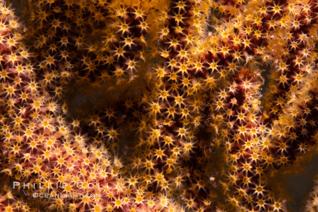 California Golden gorgonian polyps. The golden gorgonian is a colonial organism composed of thousands of tiny polyps. Each polyp secretes calcium which accumulates to form the structure of the colony. The fan-shaped gorgonian is oriented perpendicular to prevailing ocean currents to better enable to filter-feeding polyps to capture passing plankton and detritus passing by. San Diego, USA, natural history stock photograph, photo id 37205