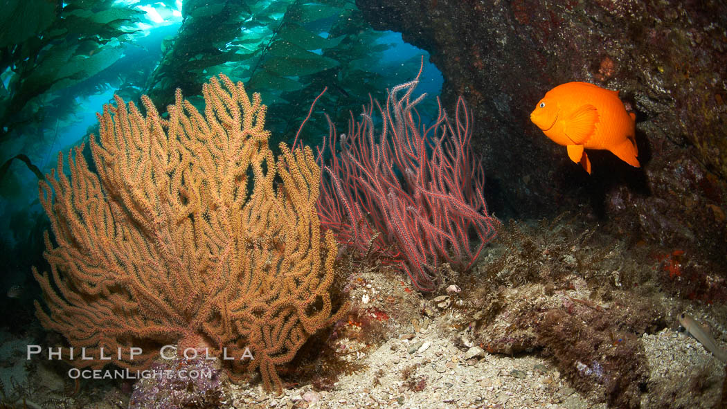 Garibaldi swims beside golden and red gorgonians, underwater. Catalina Island, California, USA, Hypsypops rubicundus, Leptogorgia chilensis, Lophogorgia chilensis, Muricea californica, natural history stock photograph, photo id 23484